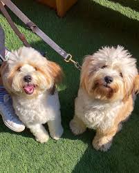 terrier tibetain tibetan terrier tibetan terrier terrier dogs