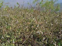 Image result for Phaulopsis imbricata