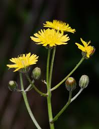 Image result for Crepis urundica