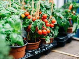 In companion planting, i hear tomatoes and carrots like eachother very much! The Easiest Vegetables To Grow At Home Food Network