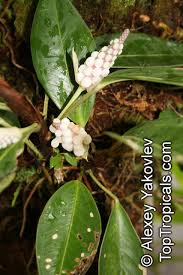 Image result for Satyrium trinerve