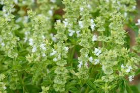 Image result for Haumaniastrum katangense