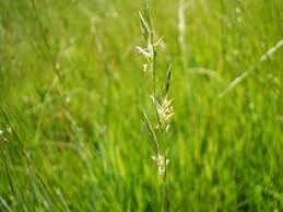 Image result for Glyceria fluitans