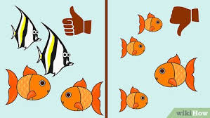 Maybe you would like to learn more about one of these? Cara Memelihara Ikan Emas Dengan Gambar Wikihow