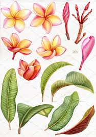 Watercolor Tropical Plumeria Flower Flower Drawing Watercolor Flowers Tropical Flowers