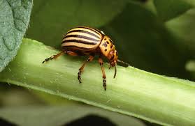 Beetle nursery art print insect bug watercolor nature illustration yellow gift children's room wall decor painting girls boys kids theme. Colorado Potato Beetle Wikipedia