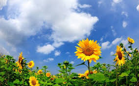 حقل الصورة عباد الشمس والصيف والطبيعة Nature Sunflower Flowers
