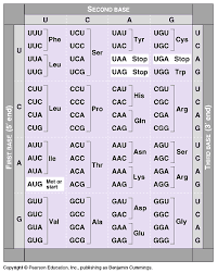 Transcription And Translation Worksheet