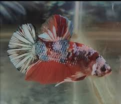 Ikan cupang (betta sp.) adalah ikan air tawar yang habitat asalnya adalah beberapa negara di asia tenggara, antara lain indonesia, thailand, malaysia, brunei darussalam, singapura, dan vietnam. Jual Ikan Cupang Giant Nemo Cooper Di Lapak Toko Acsesories Sparkle Bukalapak
