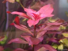 Image result for Ludwigia stenorraphe