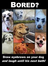 When Garage Sale Hosts Have Too Much Time On Their Hands Funny Animal Pictures Cute Dog Photos Beautiful Dogs