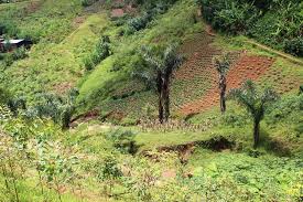 Image result for Raphia ruwenzorica