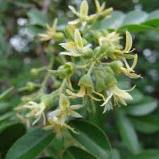 Image result for Xanthocercis zambesiaca