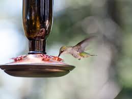 How much sugar to water for hummingbirds. Sugar Water For Hummingbirds Kellogg Garden Organics