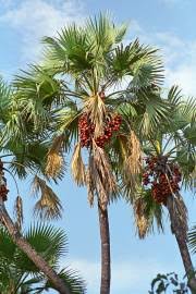 Image result for Hyphaene coriacea