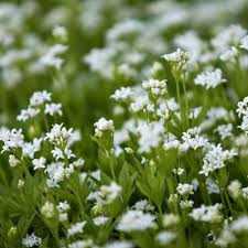 Maybe you would like to learn more about one of these? Galium Odoratum Sweet Woodruff 1 Sent In 9cm Pot
