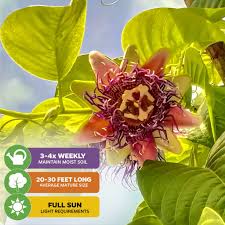 Image result for Passiflora quadrangularis