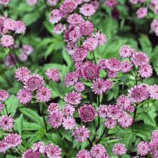 Image result for Astrantia major `Roma`
