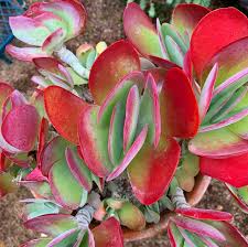 Kalanchoe Flapjacks Succulent In 2020 Succulents Red Succulents Red Plants