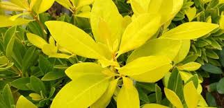 When broken, leaves smell strongly of anise. Anise Shrubs Brighten The Shade Triangle Gardener Magazine