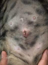 Is My Cat S Incision Infected She Got Spayed On Wednesday Meow Moe Kittens Cutest Cute Cats Cats