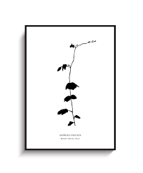 Image result for Aspilia ciliata