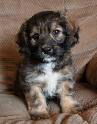 Information on the site pertaining to cockapoos, goldendoodles, puppies for sale, cockapoo breeders and goldendoodle breeders. Puppies For Sale Cockapoo Dog Cockapoo Puppies Puppies