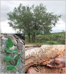 Image result for Lannea schimperi