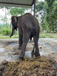 Just skin and bones': Bali elephants left to starve | Wildlife News | Al  Jazeera