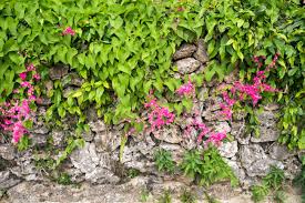 Download this free picture about flowers leaf pink from pixabay's vast library of public domain images and videos. Pink Coral Vine Flowers And Green Leaves On Stone Wall Stock Photo Picture And Royalty Free Image Image 75155321