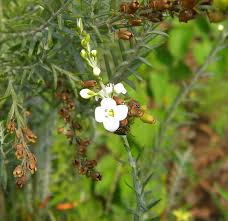 Image result for Gomphostigma