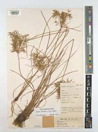 Image result for Pycreus laxespicatus