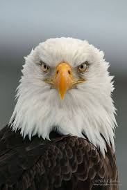 American Bald Eagle Portrait Bald Eagle Eagle Pictures Eagles