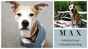 We did not find results for: Dog Rescue Stories Max Can T Go Anywhere Without Getting Stopped Positively Woof