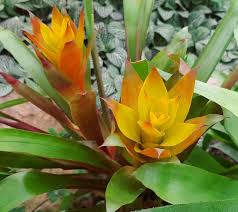 Gartenderschmetterlinge Friedrichsruh Aumuhle Schmetterlingshaus Botanicalgarden Plants Pflanzen Flowers Blumen Garten Green Germany Deutschl Plants