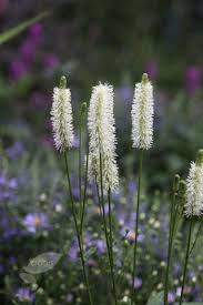 We did not find results for: Sanguisorba Canadensis Canadian Burnet White Gardens Flowers Perennials Planting Flowers
