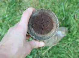 Precise wood identification relies in large part on the characteristics of wood cells revealed under a identifying wood. How To Identify Firewood Simple Tricks For 10 Common Types Burly Beaver