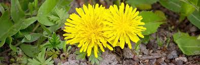 The following list of perennial flowers will help you choose just which permanent plants you want to invite into your garden to stay. What Is A Garden Weed And What Is Not Lovethegarden