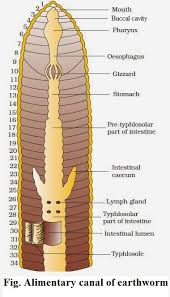 Digestive System Of Earthworm Microbiology Notes
