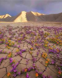 Check spelling or type a new query. Gurun Atacama 15