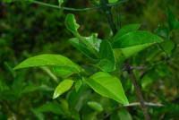 Image result for Canthium inerme