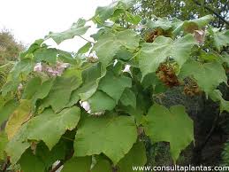 Image result for Dombeya burgessiae