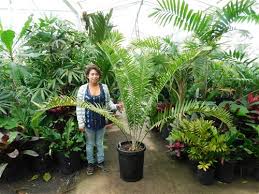 Image result for Encephalartos gratus