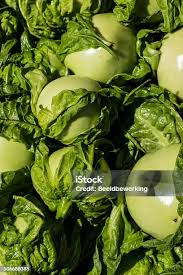 Image result for Solanum macrocarpon