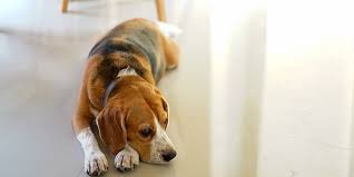 B one cancer in dogs can cause lameness, swelling, and intense pain. Osteosarcoma Archives Veterinary Practice News