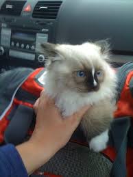 Today ragdolls are the fifth most popular breed registered by. Ragdoll Cat Names Find The Perfect Name For Your Pet Kitten