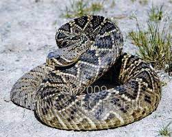 Eastern Diamondback Rattlesnake In A High Striking Coil Pit Viper Snake Rattlesnake