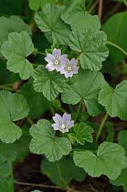 Image result for Malva