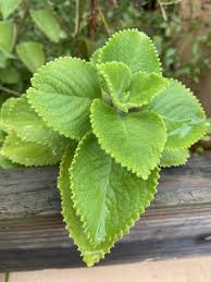 Image result for Coleus amboinicus