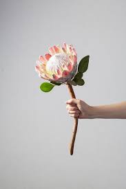Curiousities The King Protea The King Protea Hails From South Africa And Is In Fact The National Flow Flannel Flower Table Flower Arrangements Protea Flower